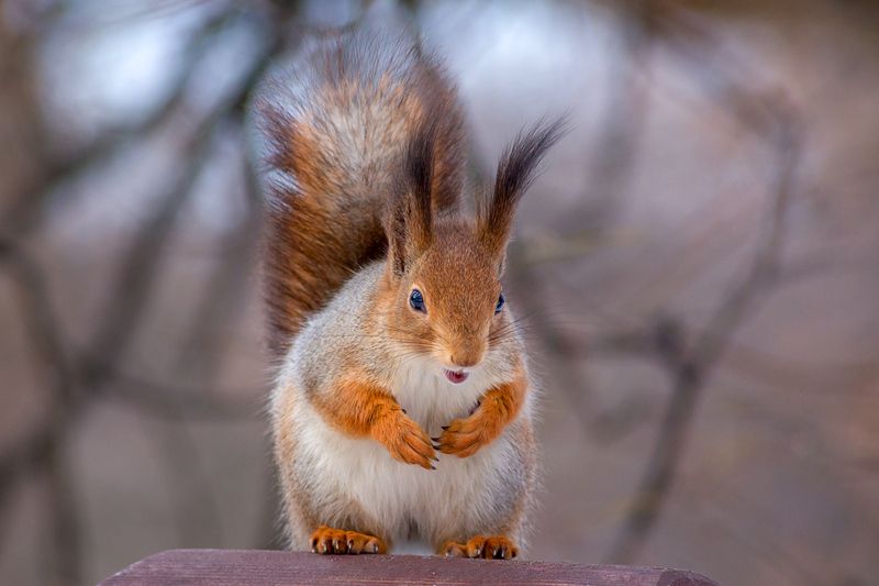 Добродушная белка.photo preview