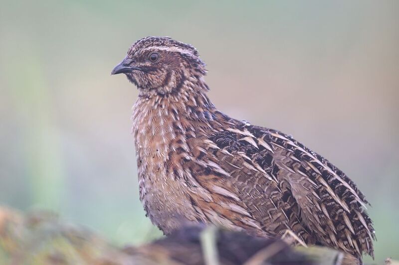 Перепел в туманеphoto preview