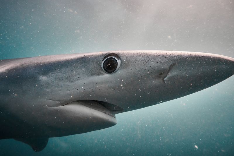 Blue shark / Синяя акулаphoto preview