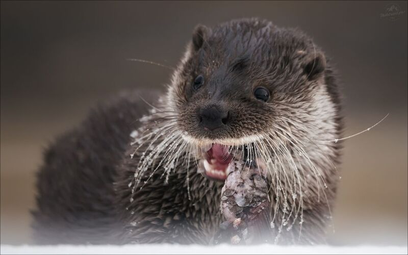 красный бор, фототур в красный бор, беларусь, выдра, otter Рыбный деньphoto preview