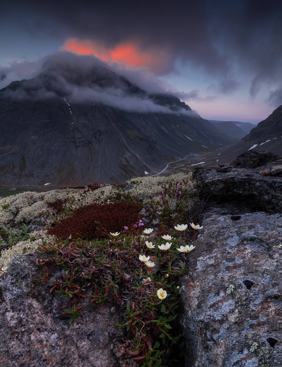 пейзаж,кольский,север,хибины,ночь,цветы,лето, Истомин Виталий