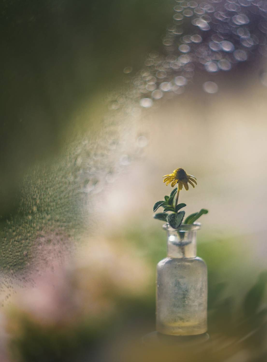 Автор: Сигидова Ирина , Сигидова Ирина