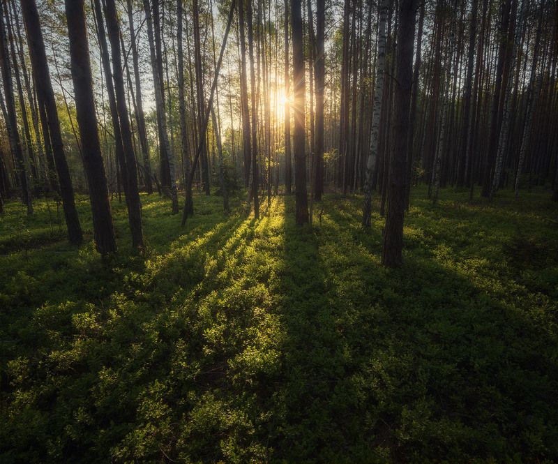 Там леший бродитphoto preview