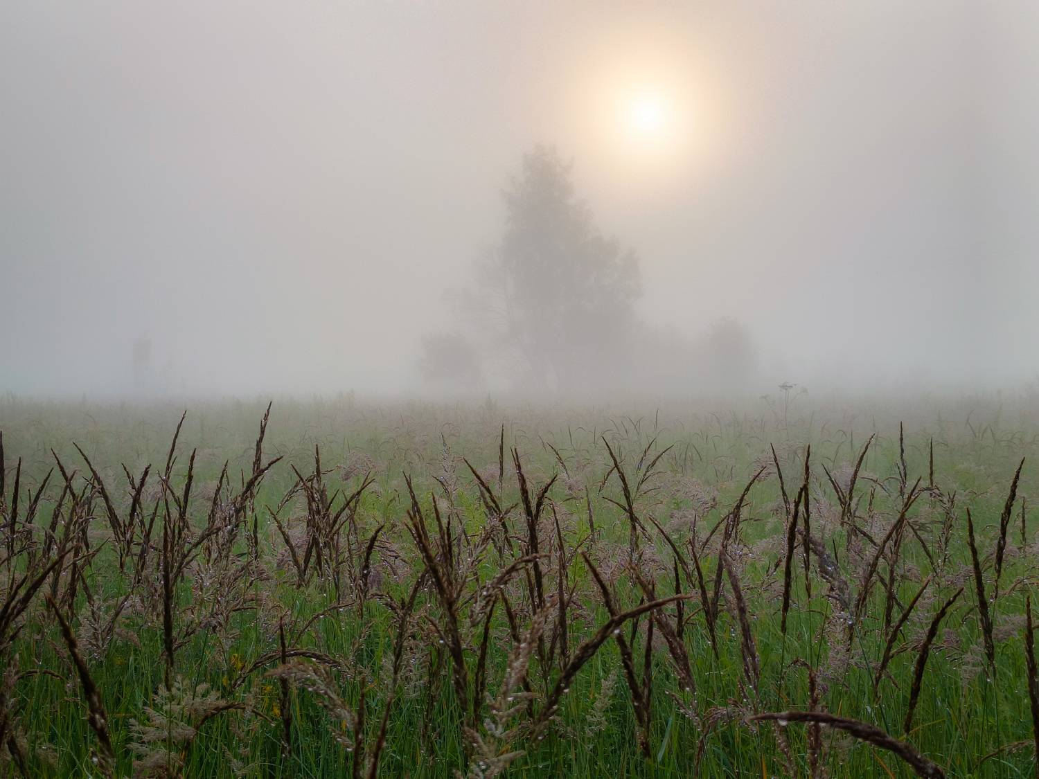 , Кондрашова Светлана