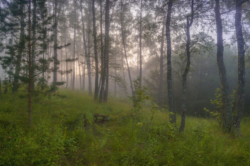 лес, туман , лето , рассвет photo preview