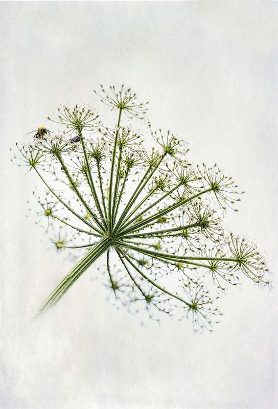 Зонтик дикой морковиphoto preview