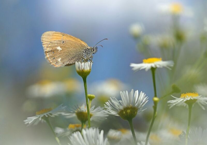 Бабочка и цветыphoto preview