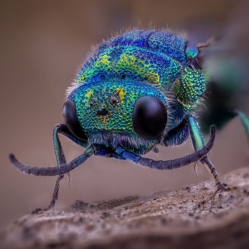 hymenoptera, parnopes grandior Крупный парнопесphoto preview