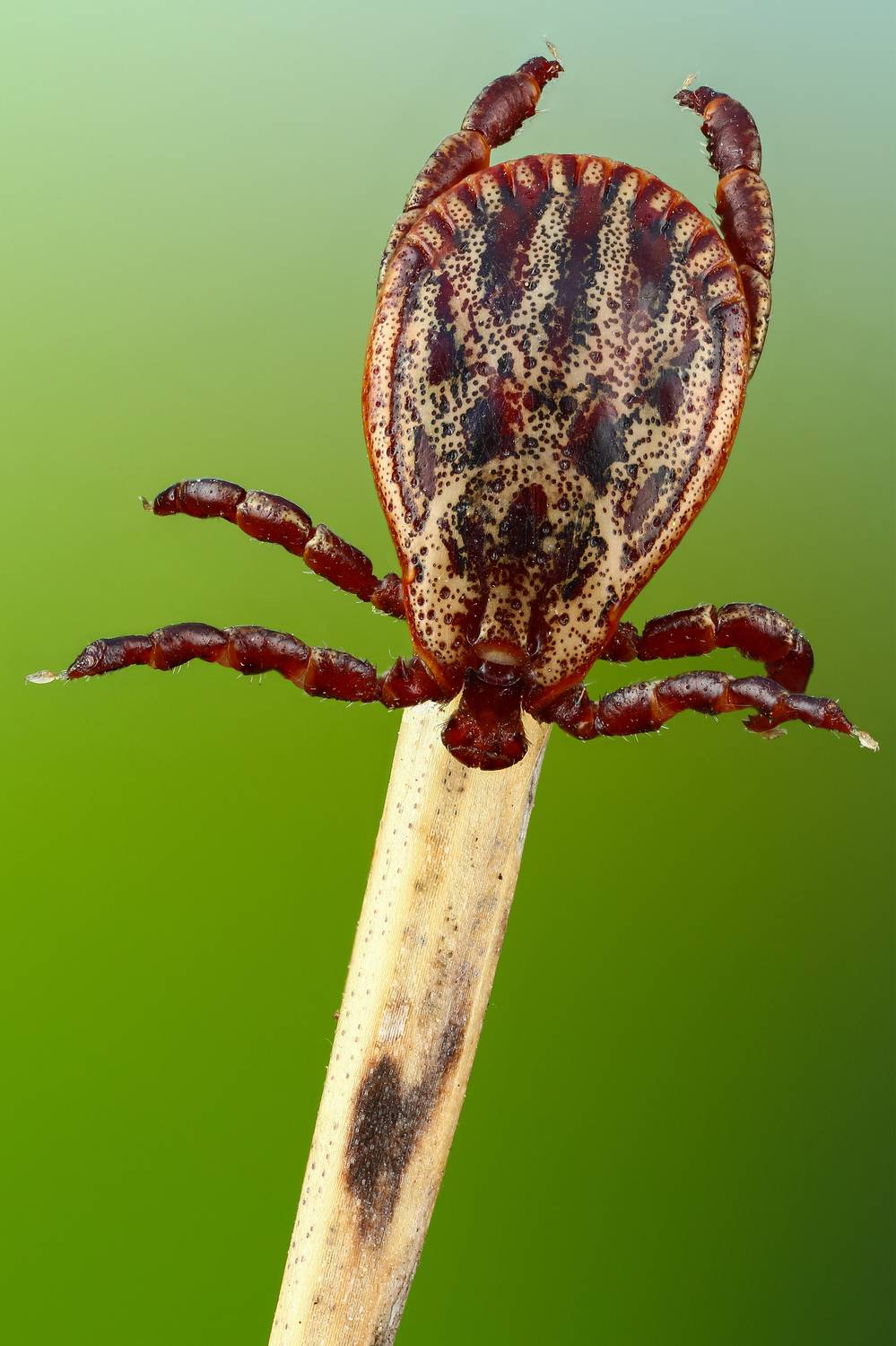 макро,природа,животное,растение,цвет,фото,зеленый,клещ,ветка, Шаповалов Андрей