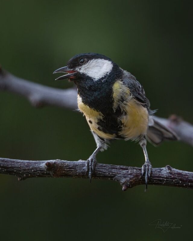 наблюдения за птицами, синица, синичка, большая синица, птицы, портреты птиц, эмоции, лето, лето2025 Большая синицаphoto preview