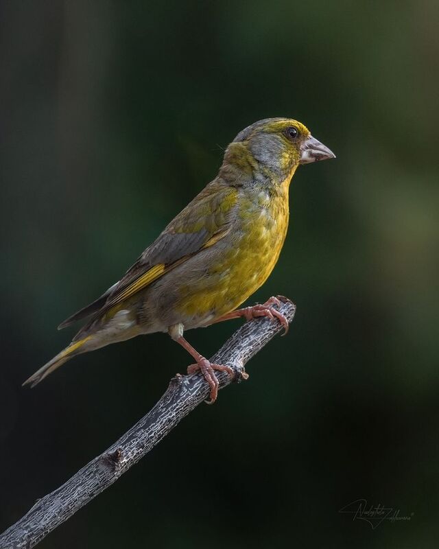 наблюдения за птицами, самец зеленушки, зеленушки, зеленушка, птицы, портреты птиц, эмоции, лето, лето2025 Зеленушкаphoto preview