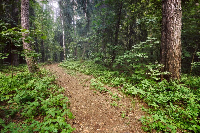 лес, деревья, листва, свет, дорога Лесная дорогаphoto preview