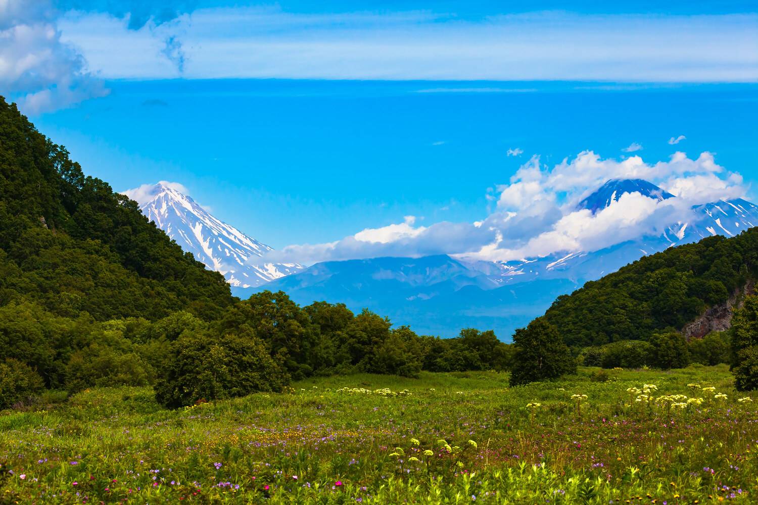 камчатка, вулканы, поляна, лето, Уткин Дмитрий