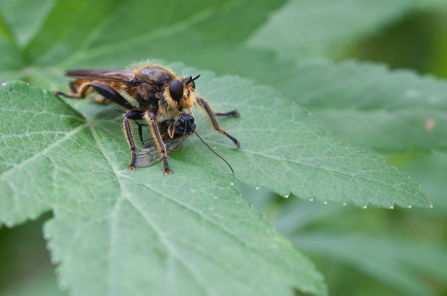 муха ктырь жертва, Евгений Слободской