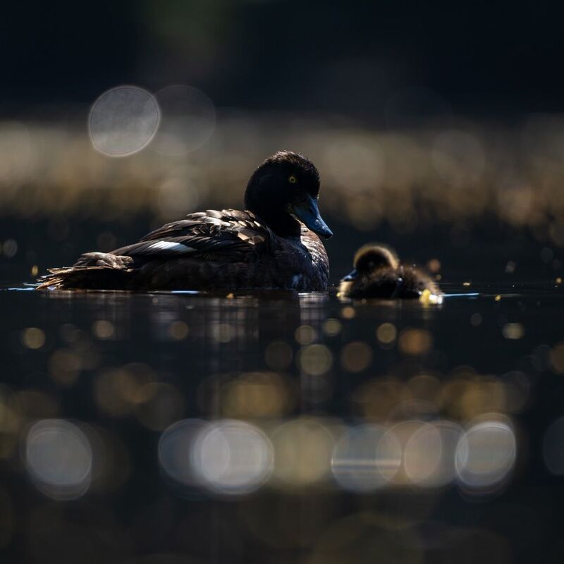 нырок, хохлатая чернеть, утенок, птицы, контражур photo preview