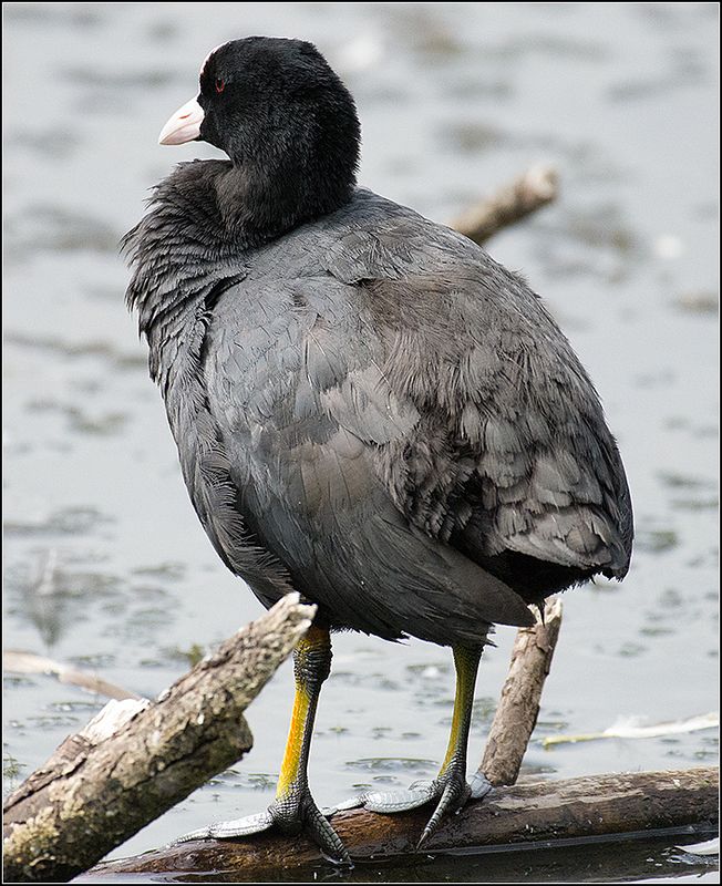 москва, июль, парк, лысуха, птица *****photo preview