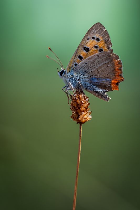 Butterflyphoto preview