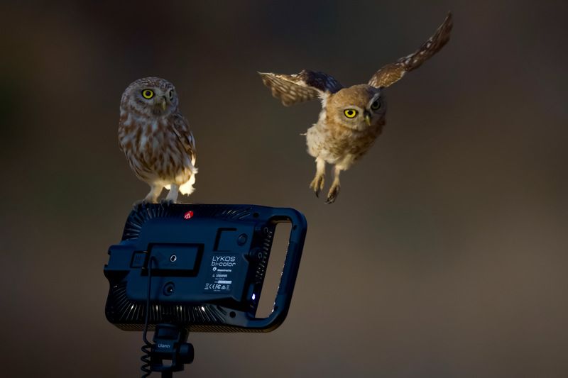 Little owls  фото превью