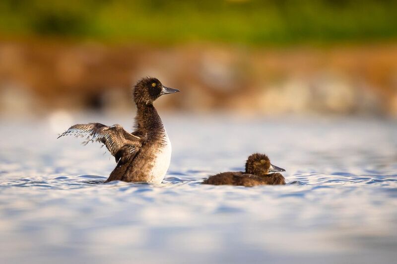 Potápka chocholatá juniorphoto preview
