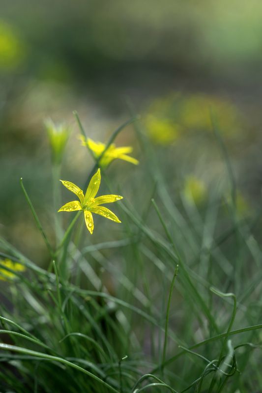 цветы, макро, природа, гусиный лук, первоцвет Гусиный лук фото превью