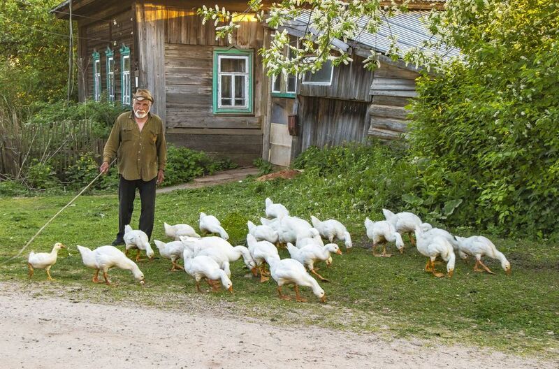 Село Кстинино, гуси, Кировская область Сельские зарисовкиphoto preview