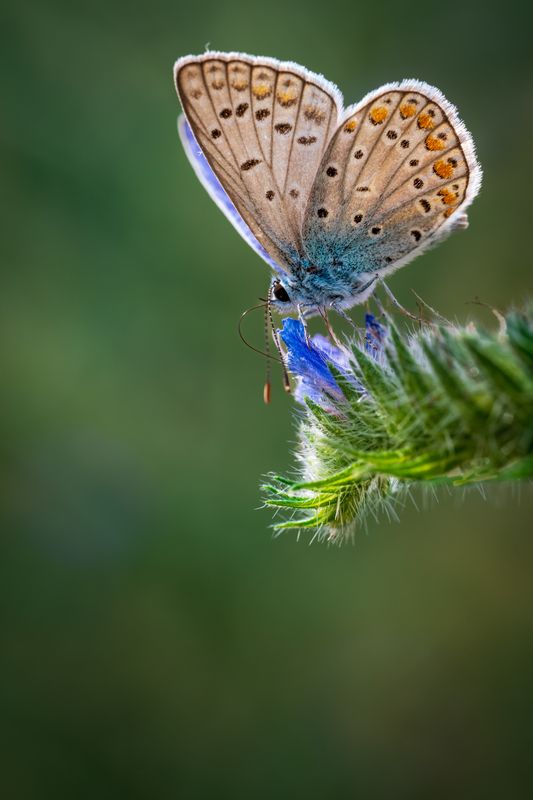 Butterfly toophoto preview