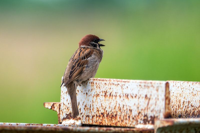 пермский край, птицы, воробей, полевой воробей  ,фотоохота Полевой воробоей фото превью