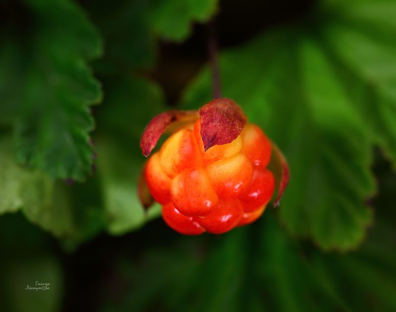 морошка, ягода, тундра, растение севера Красавица тундрыphoto preview