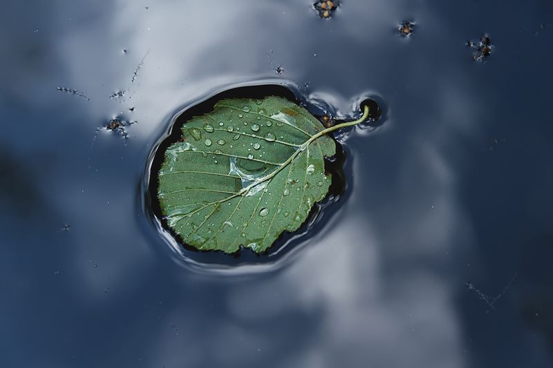 вода лист капли синий зеленый В стоячей водеphoto preview