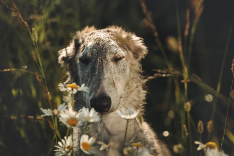 Мечтательphoto preview