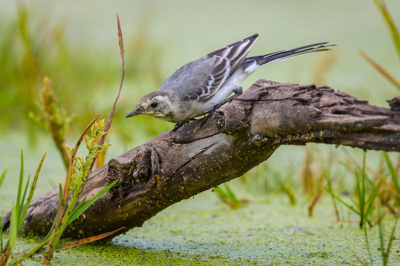 трясогузка, птицы, пернатые Охотаphoto preview