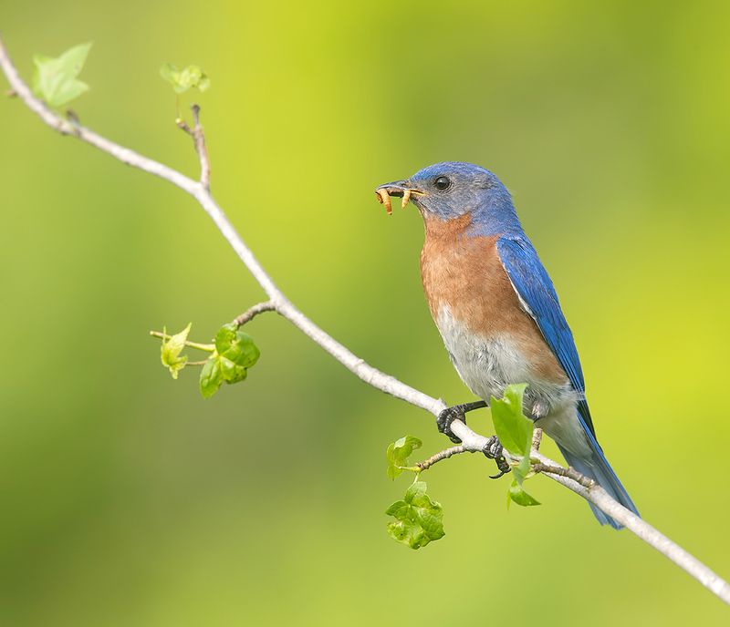 восточная сиалия, eastern bluebird,bluebird Eastern Bluebird male -Восточная сиалия самецphoto preview