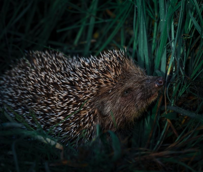 Колючкаphoto preview