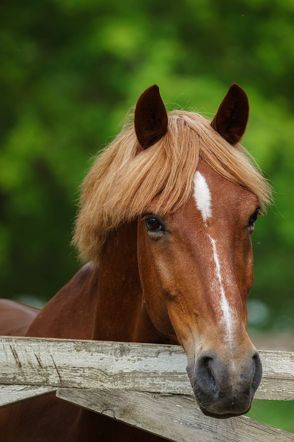 , Корнеев Алексей
