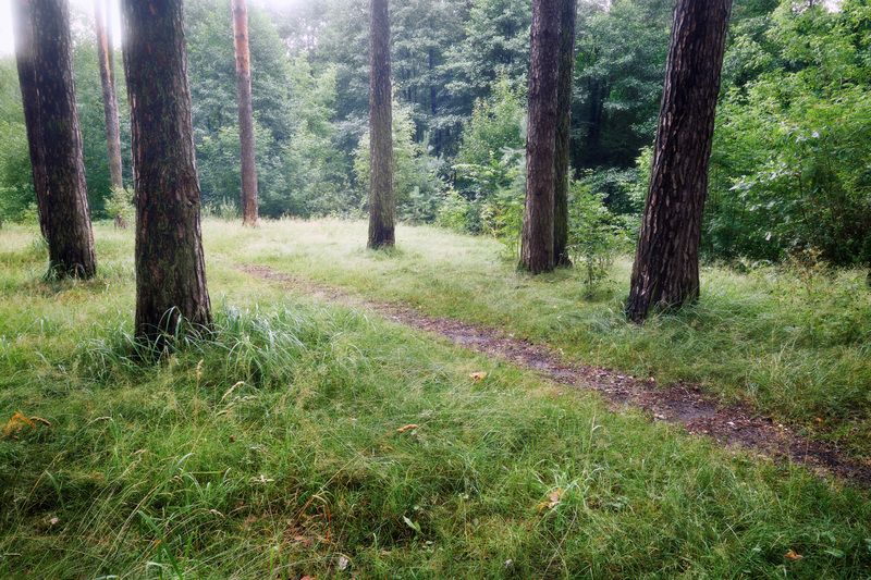 лес, деревья, листва, свет В летнем лесуphoto preview