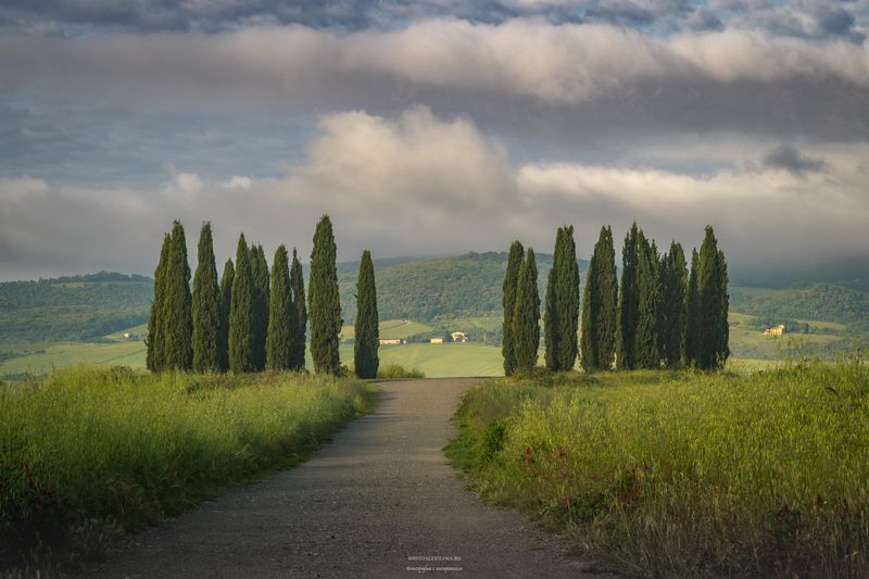 италия, тоскана, кипарисы, пейзаж, утро Собраниеphoto preview