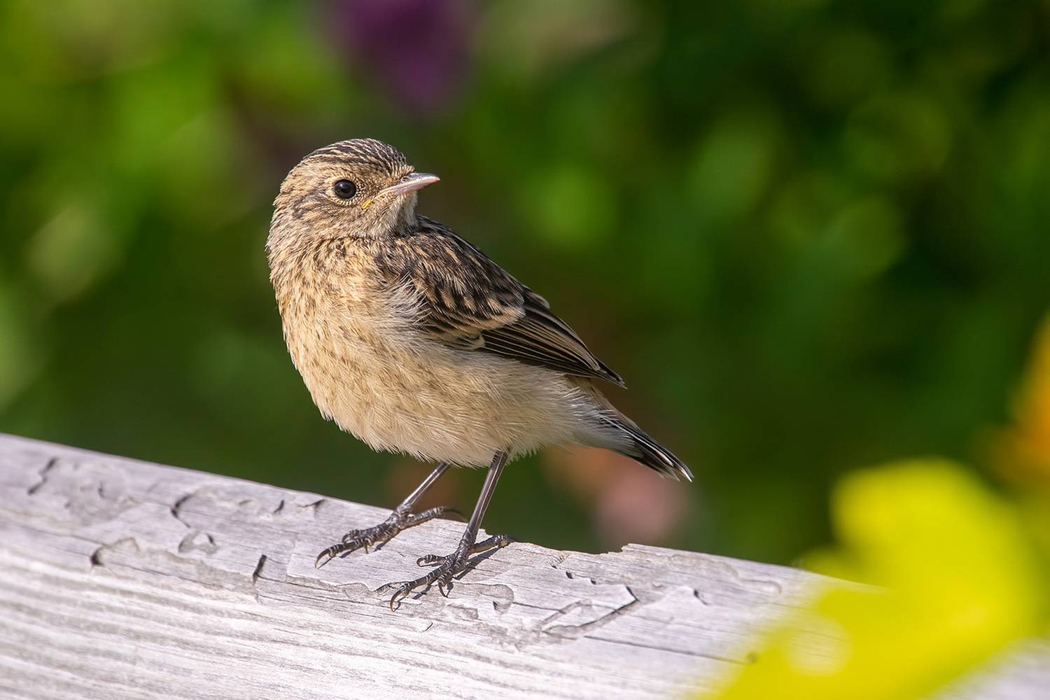 птица, лето, Владимир Письмак
