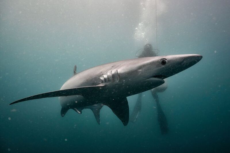 Синяя акула / Blue sharkphoto preview