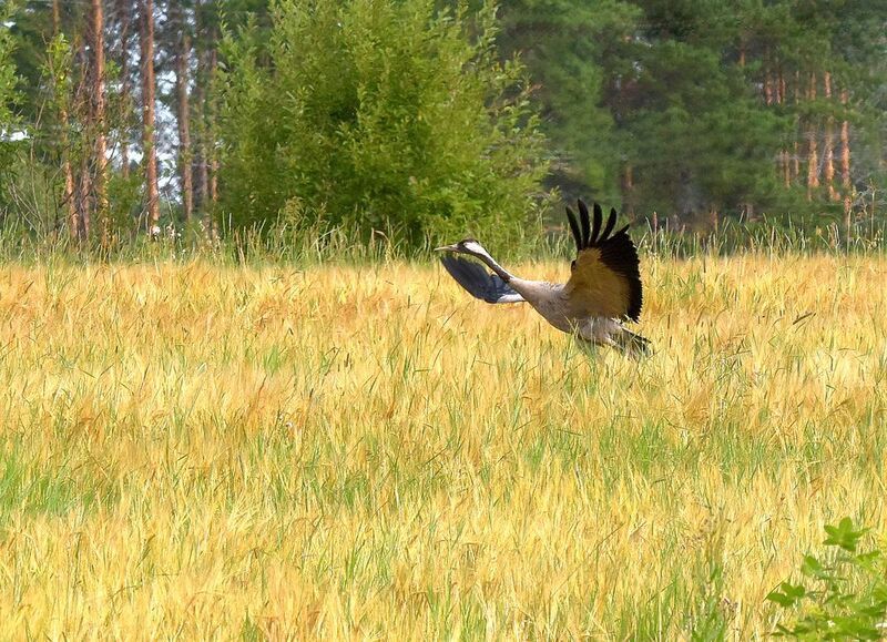 Меж высоких хлебов...photo preview