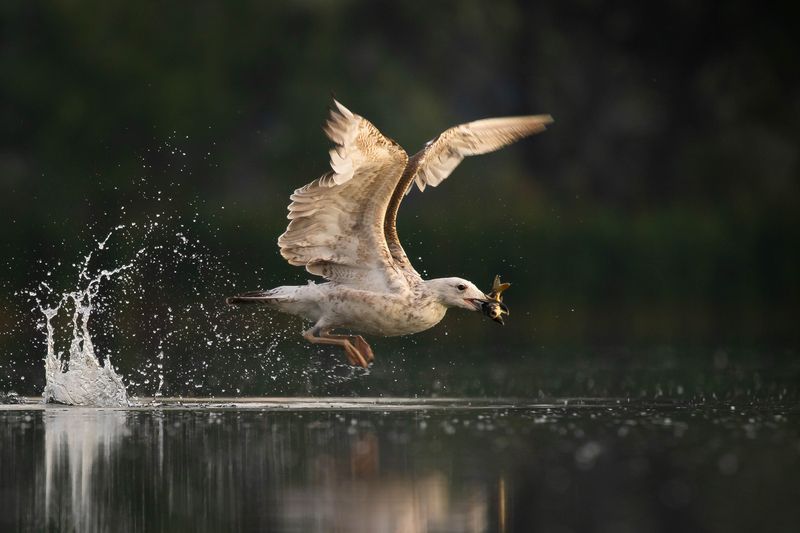 Lovec фото превью