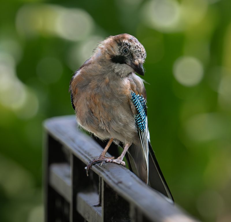 Репортаж с сойкойphoto preview