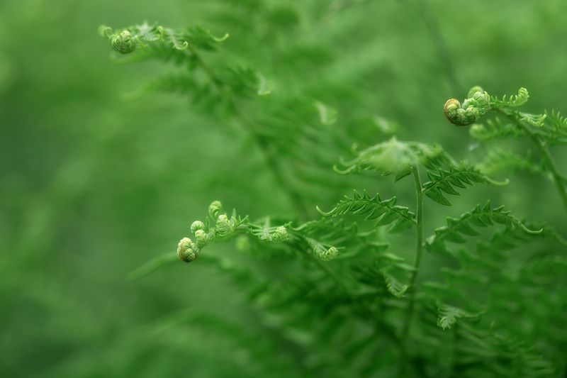 папоротник, лето, цветы, природа, зелёный Прекрасный папоротник фото превью