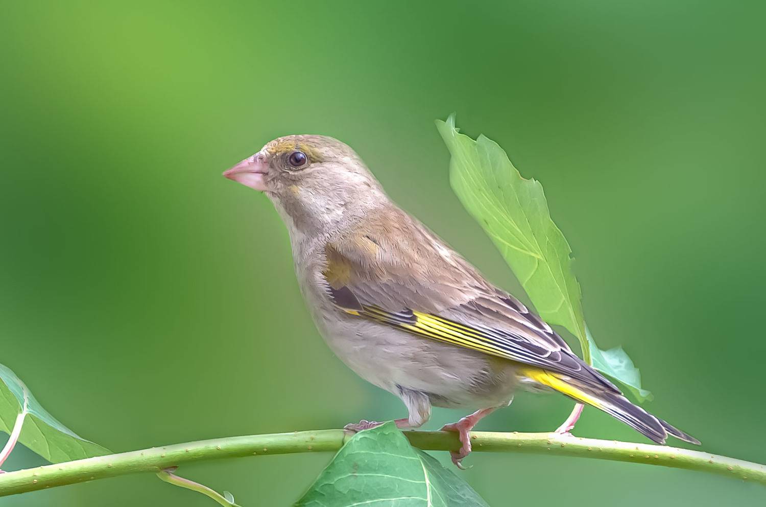 , Пушкин Сергей