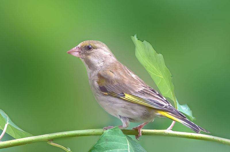 Зеленушка.photo preview