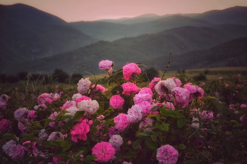 В долината на розите !photo preview