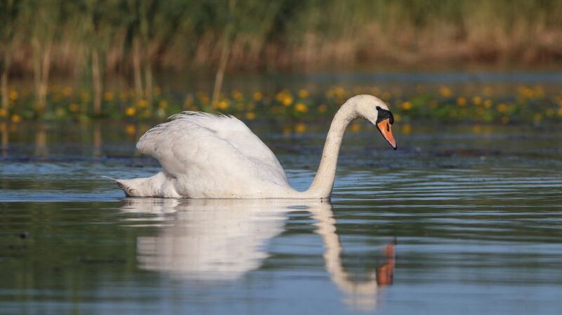 лебедь-шипун, лебедь, cygnus olor, mute swan, swan, куршская коса, куршский залив Царевна-лебедьphoto preview