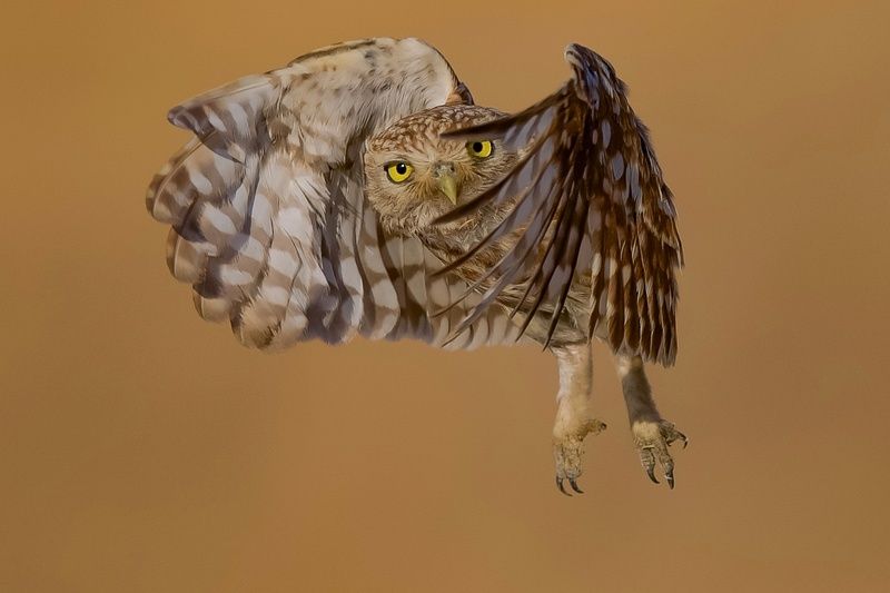 Little owl  фото превью