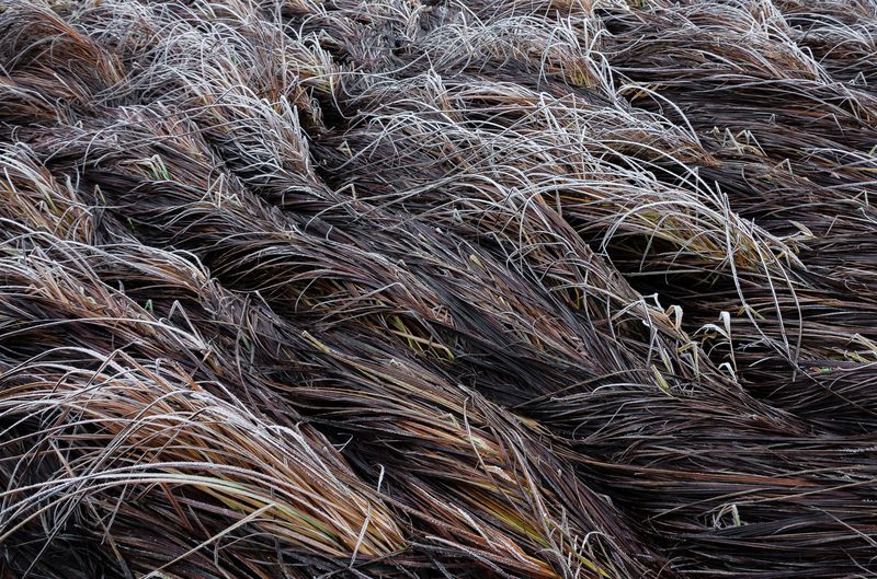 волны, трава, осень Волныphoto preview