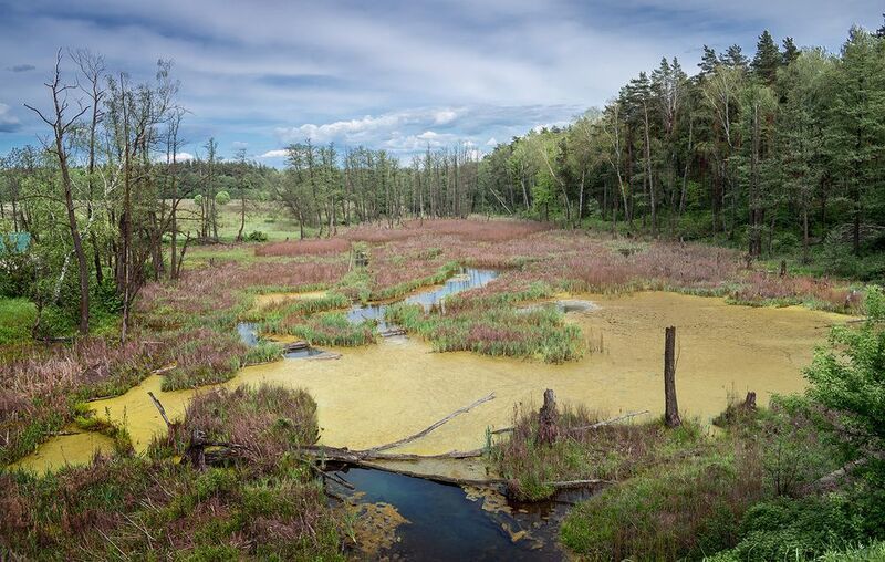 Заболоченные землиphoto preview