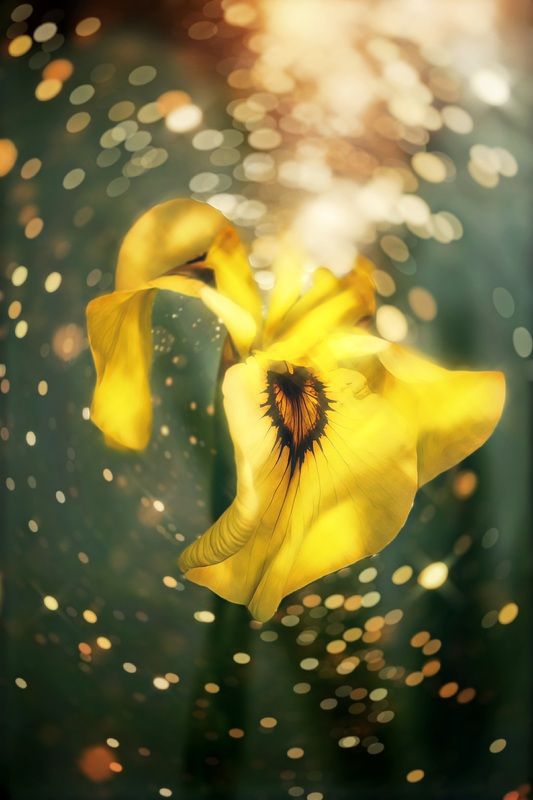 макро, macro, цветы, flowers, ирис, лето, summer Ирисphoto preview